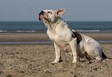 BOULEDOGUE AMERICAIN 228